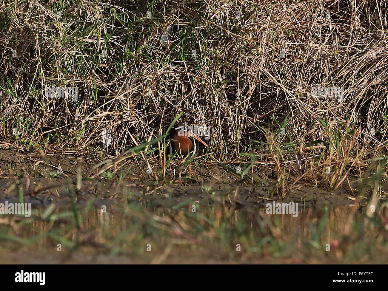 Greater Painted-snipe (Rostratula benghalensis) female in damp ...