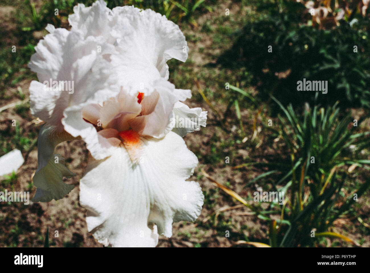 Iris germanica is the accepted name for a species of flowering plants in the family Iridaceae commonly known as the bearded iris or the German iris Stock Photo