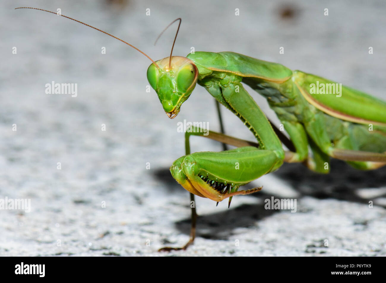 Color outdoor natural wildlife close up macro photography of a single isolated green praying mantis on a stony background Stock Photo