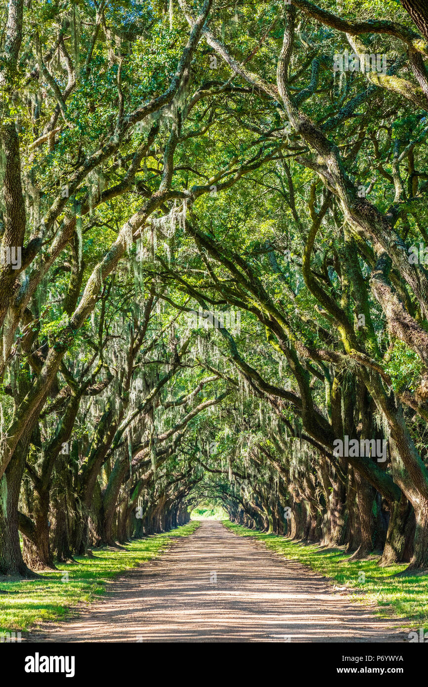 United States, Louisiana, St. John the Baptist Parish. Evergreen Plantation road lined with southern live oak (Quercus virginiana) trees. Stock Photo