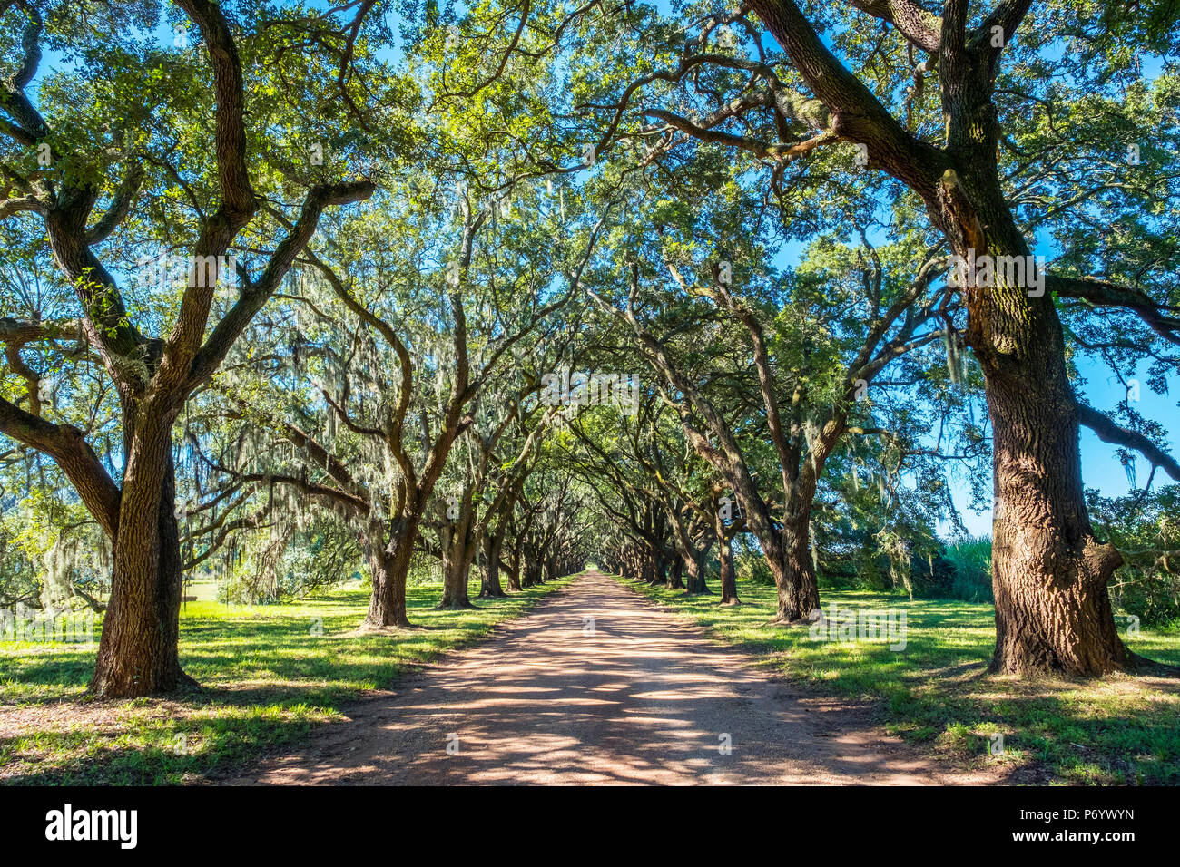 United States, Louisiana, St. John the Baptist Parish. Evergreen Plantation road lined with southern live oak (Quercus virginiana) trees. Stock Photo