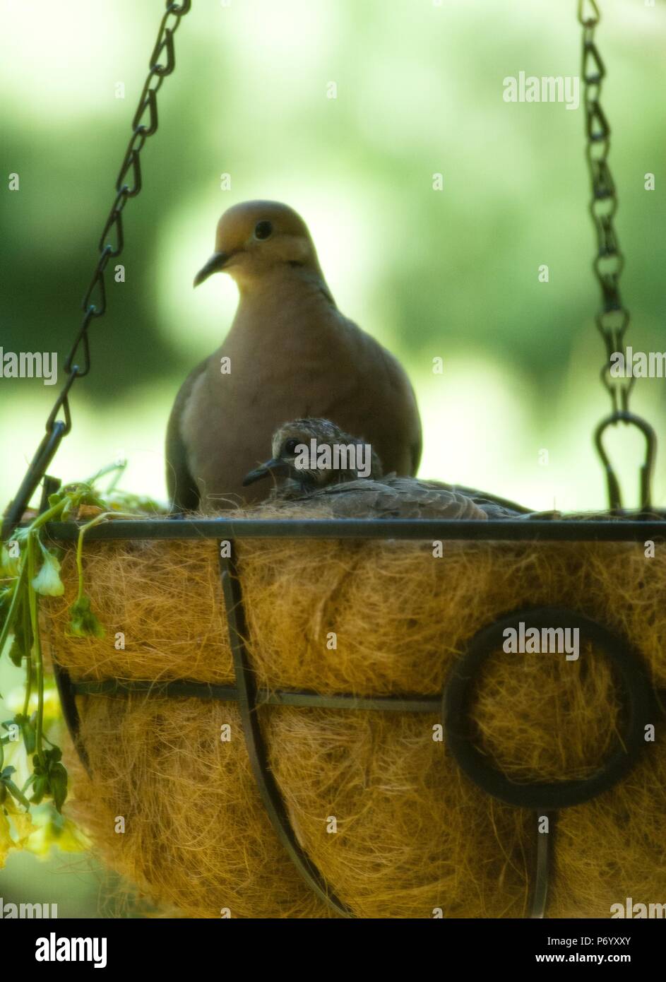 BONNIE'S GARDEN How To Keep Birds OUT Of Hanging Baskets