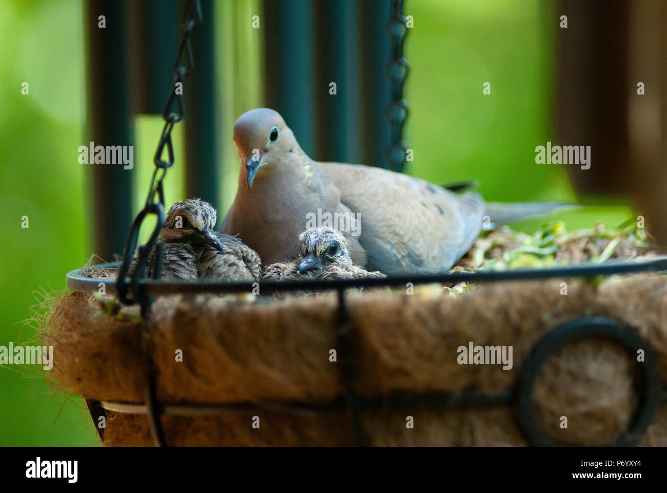 BONNIE'S GARDEN How To Keep Birds OUT Of Hanging Baskets