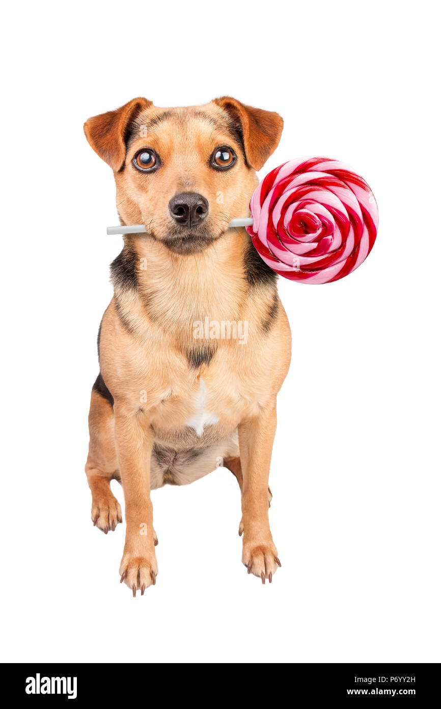 dog holding in mouth delicious big lollipop isolated on white Stock Photo
