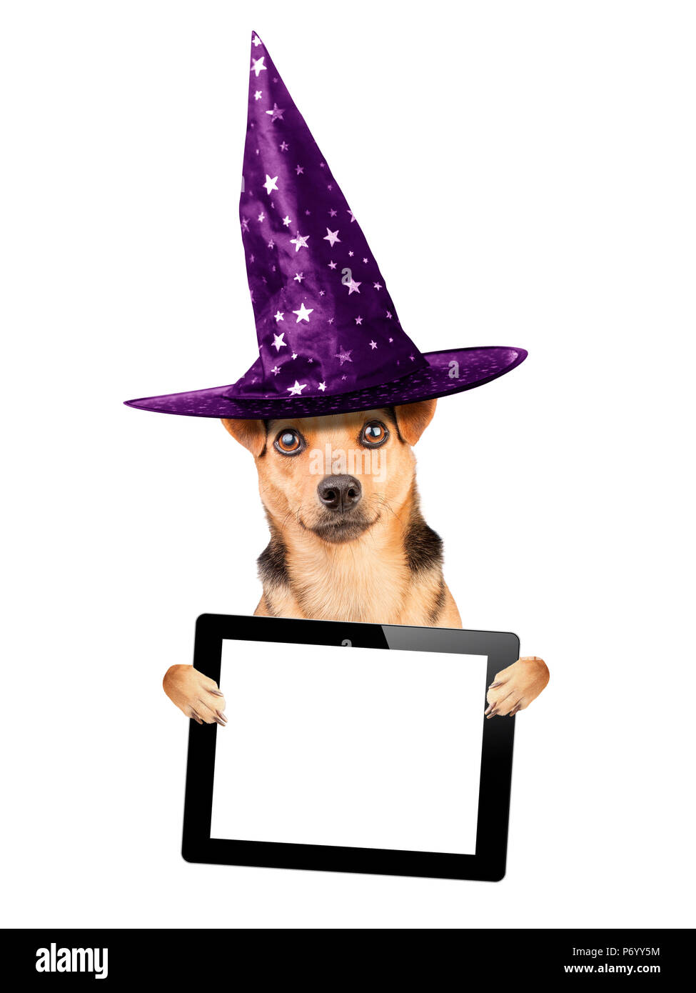 Funny Halloween dog wearing witch hat holding tablet pic with blank