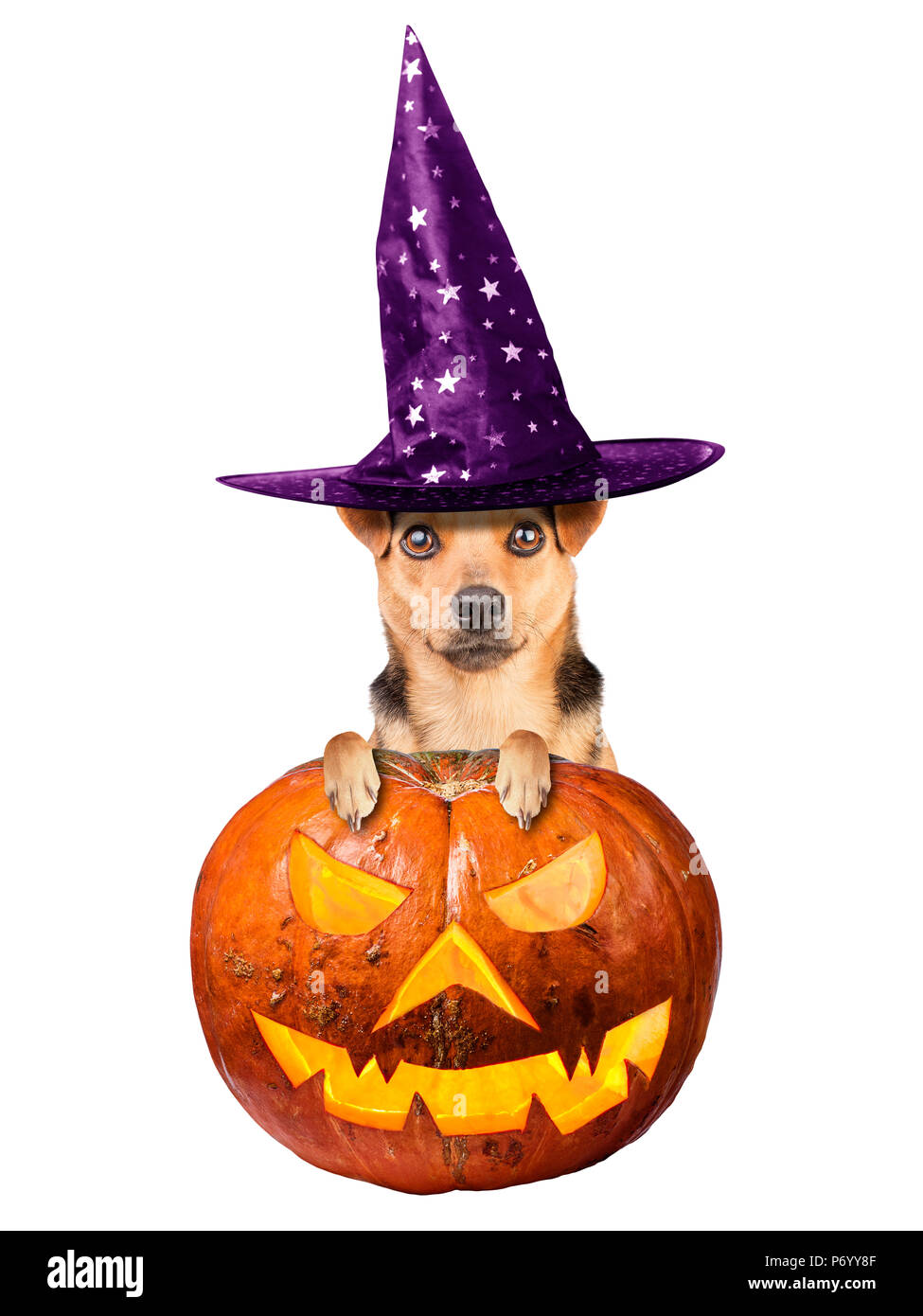 Funny Halloween dog wearing witch hat peeping behind scary pumpkin ...