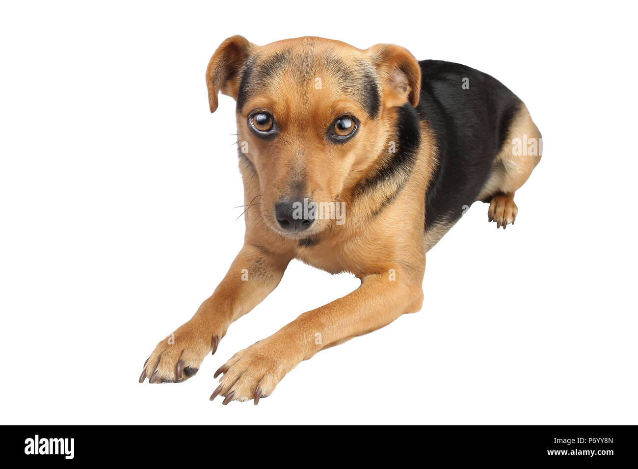 Dog sitting down cheap