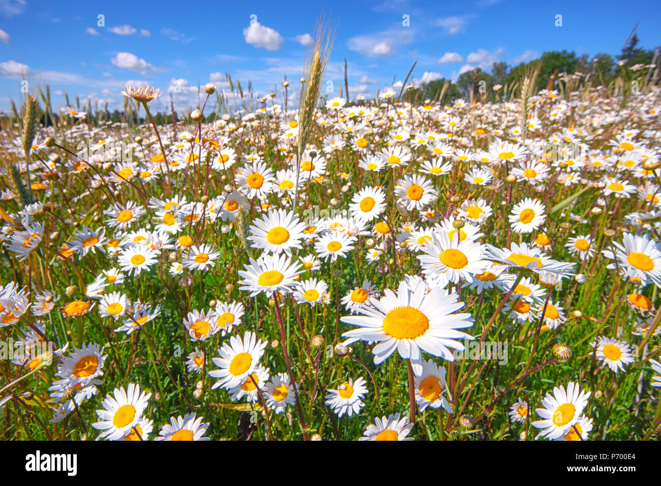 Field of white daisies with green grass against a blue sky with clouds in a  summer sunny day Stock Photo - Alamy, image size:1300x956