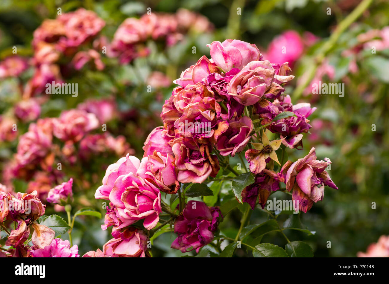 rose garden in bloom backdrops springtime nature Stock Photo Alamy