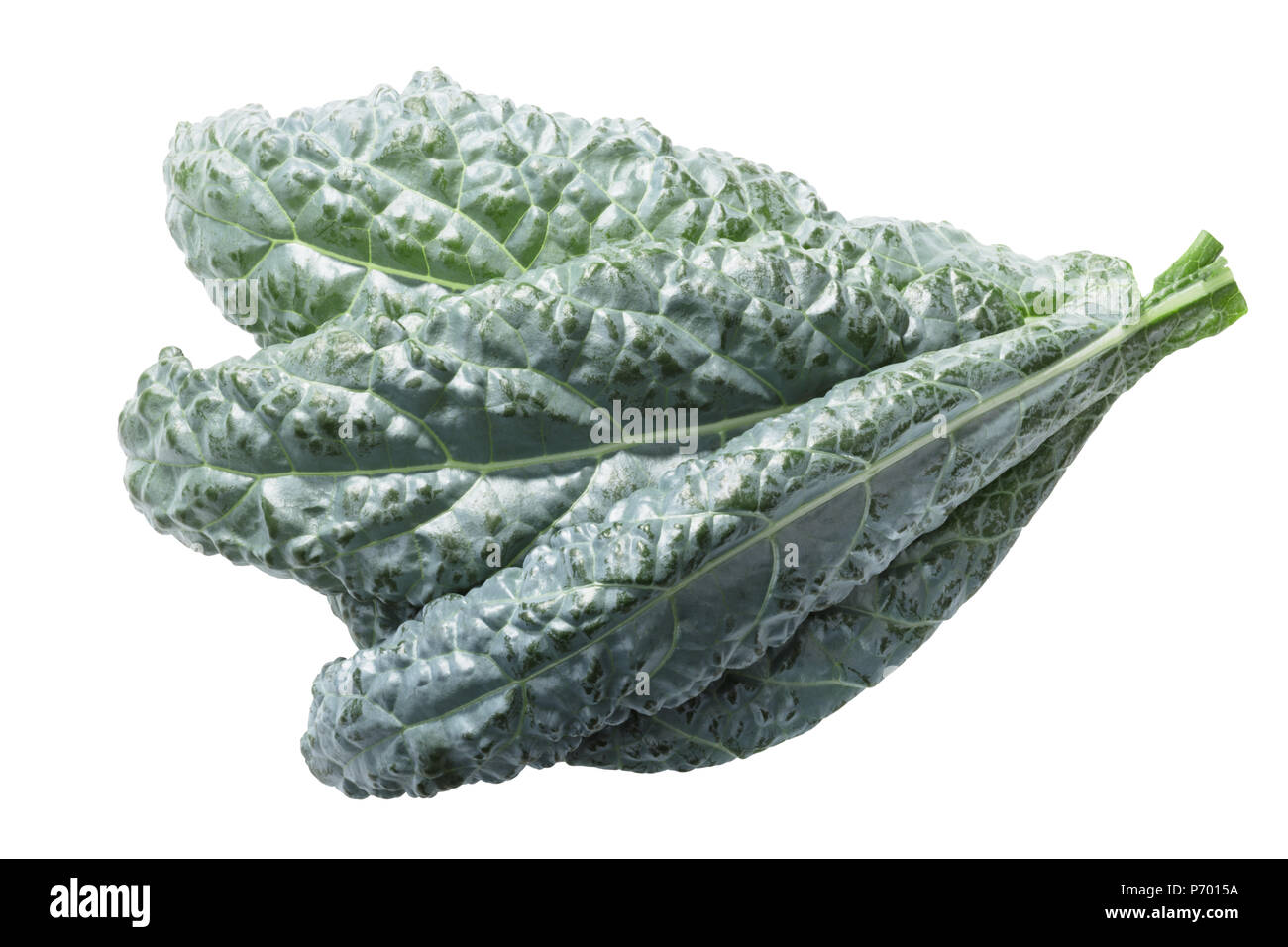 Bumpy leaf Cabbage or Kale, Nero di Toscana (Brassica oleracea) Stock Photo