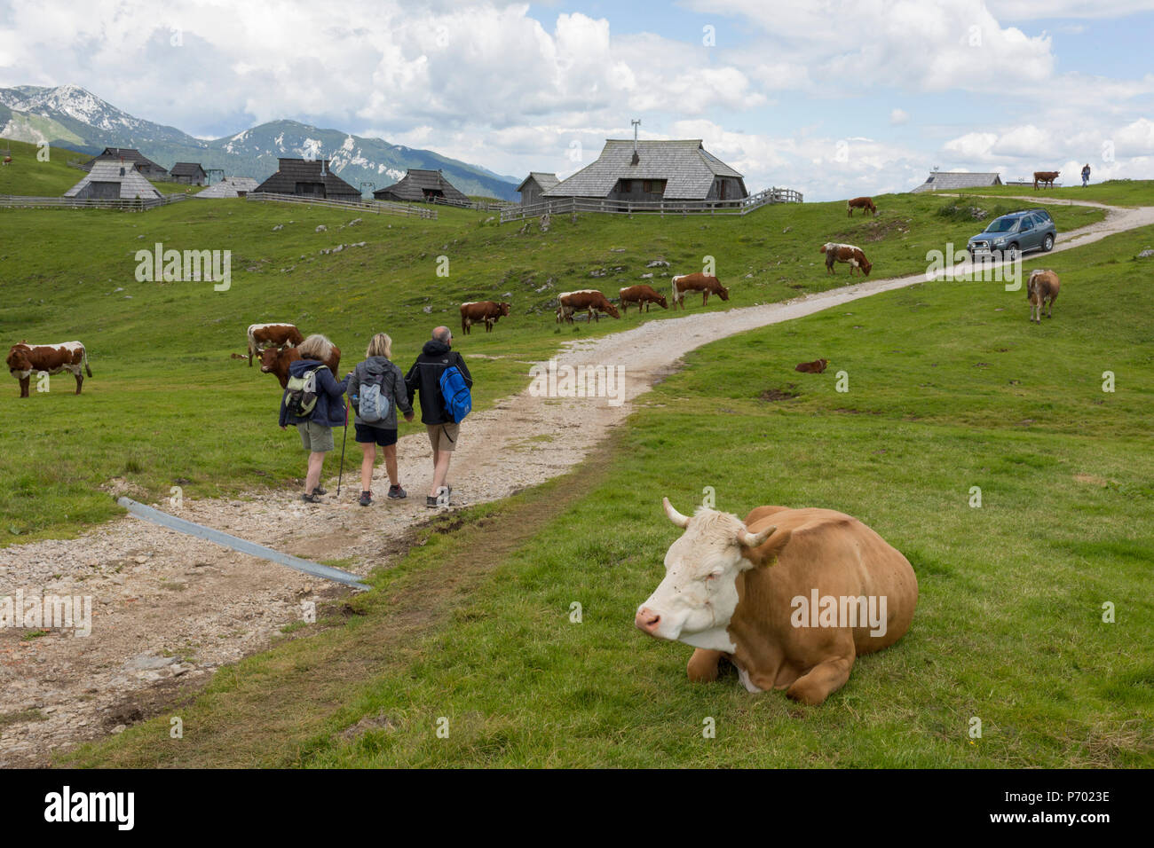 Walkers pass grazing cows near the collection of Slovenian herders' mountain huts in Velika Planina, on 26th June 2018, in Velika Planina, near Kamnik, Slovenia. Velika Planina is a mountain plateau in the Kamnik–Savinja Alps - a 5.8 square kilometres area 1,500 metres (4,900 feet) above sea level. Otherwise known as The Big Pasture Plateau, Velika Planina is a winter skiing destination and hiking route in summer. The herders' huts became popular in the early 1930s as holiday cabins (known as bajtarstvo) but these were were destroyed by the Germans during WW2 and rebuilt right afterwards by Vl Stock Photo
