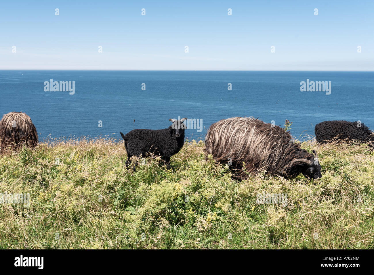 pasturing sheep on meadow against sea and sky Stock Photo