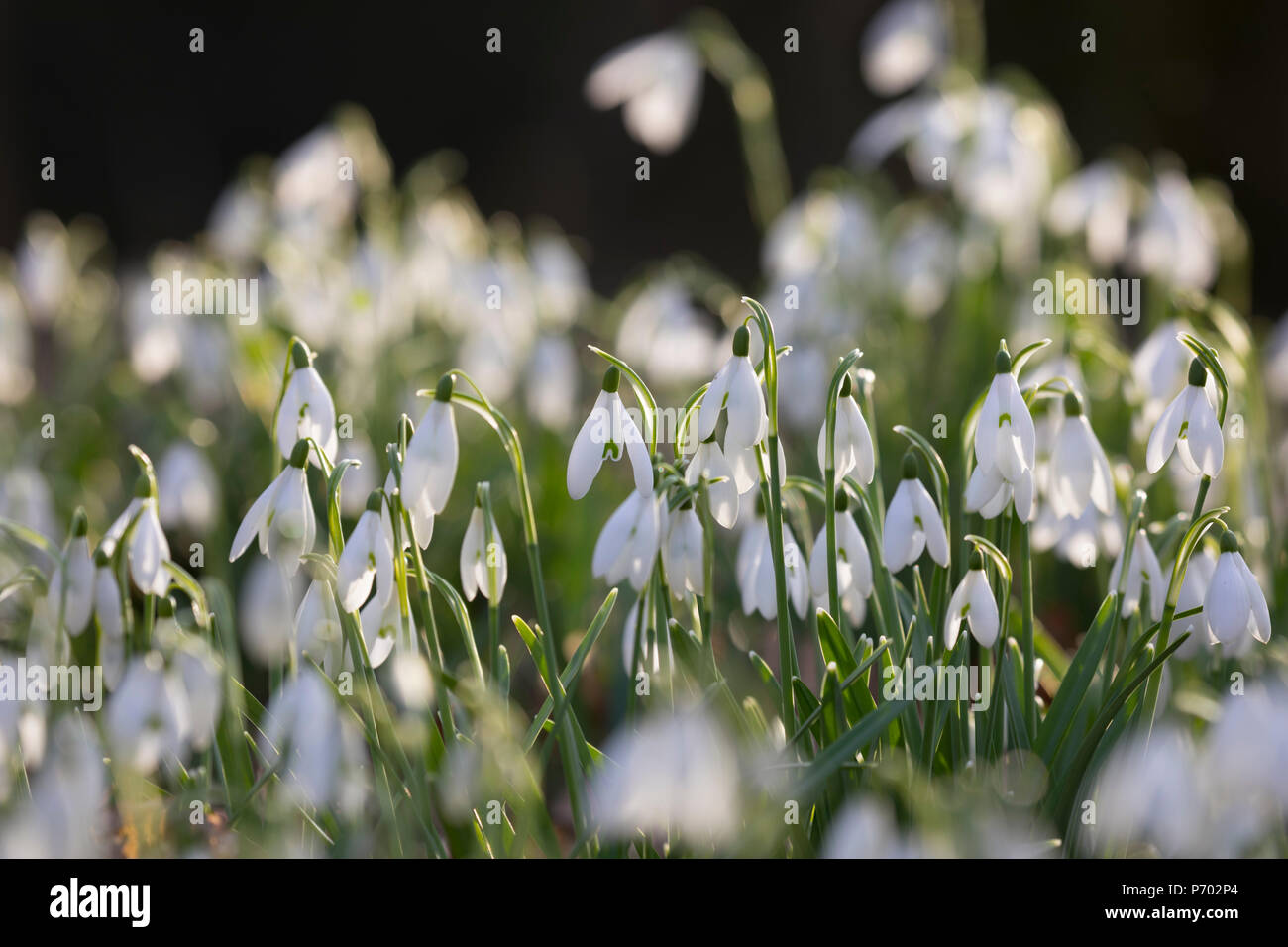 Snowdrops in winter woodland, The Cotswolds, Gloucestershire, England, United Kingdom, Europe Stock Photo
