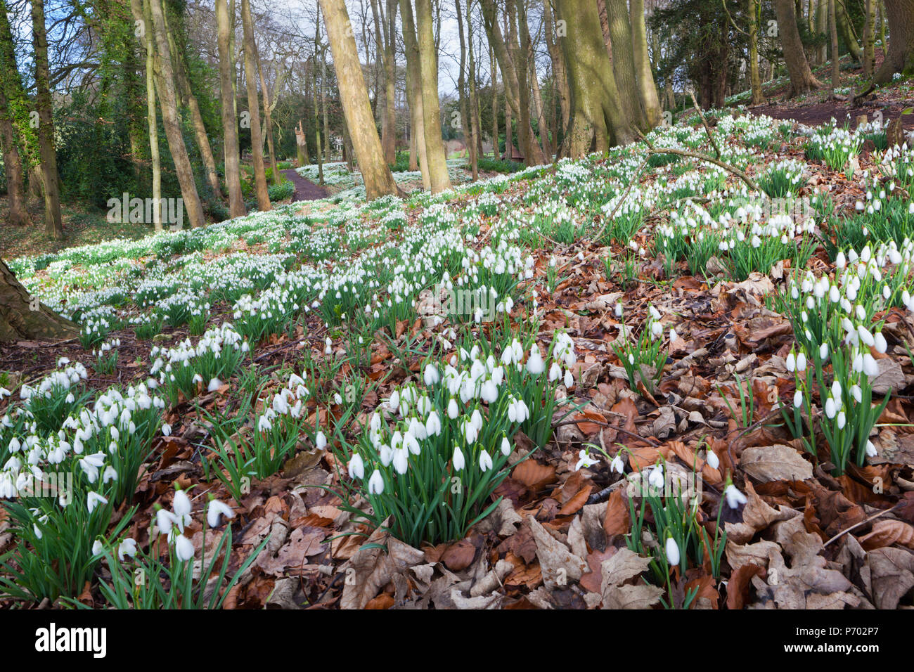 Snowdrops in woodland at the Rococo Garden, Painswick, The Cotswolds, Gloucestershire, England, United Kingdom, Europe Stock Photo