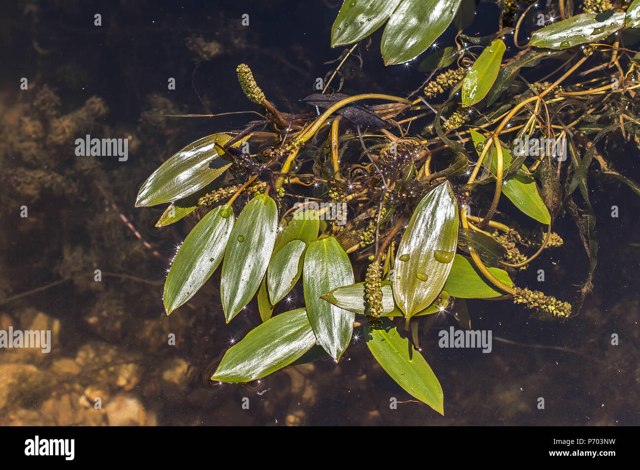 broad-leaved pondweed (Potamogeton natans) in flower Stock Photo