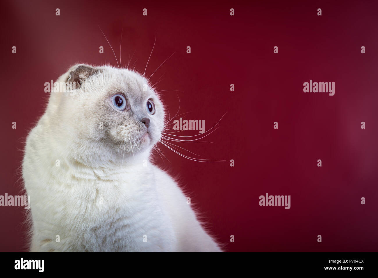 Scottish Fold Shorthair Color Point Cat On Red Marsala Background
