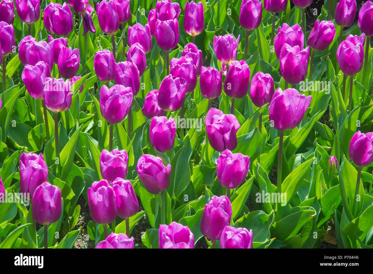 Purple tulip flowers. Botanical garden, Madrid, Spain Stock Photo Alamy