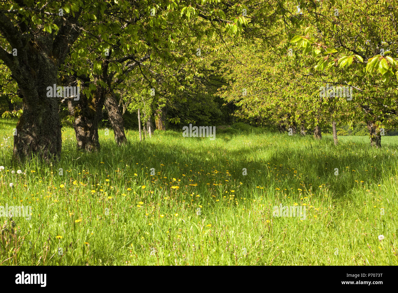 green trees & grass in park Stock Photo - Alamy