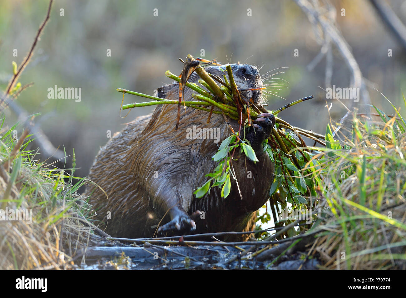 A wild Canadian beaver  (Castor Canadensis); climbing up over his dam carring a load of sapplings for the food supply. Stock Photo