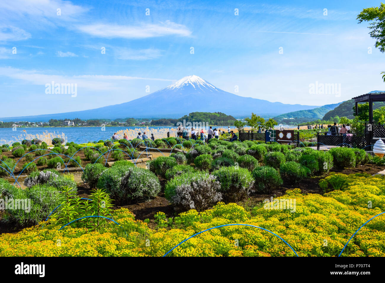 Tourists enjoying mount Fuji view from Oishi park at the Lake