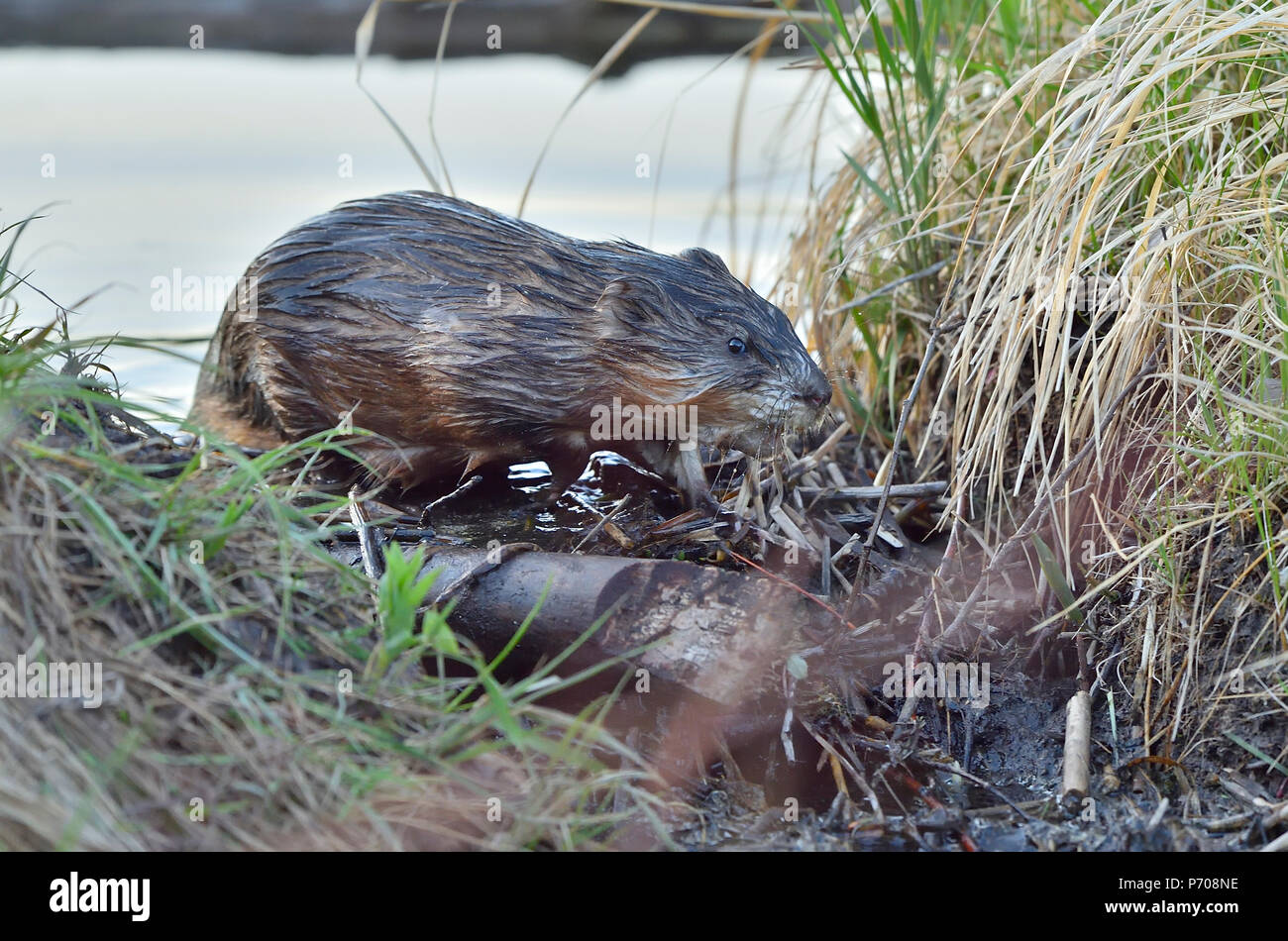 Beaver slide hi-res stock photography and images - Alamy