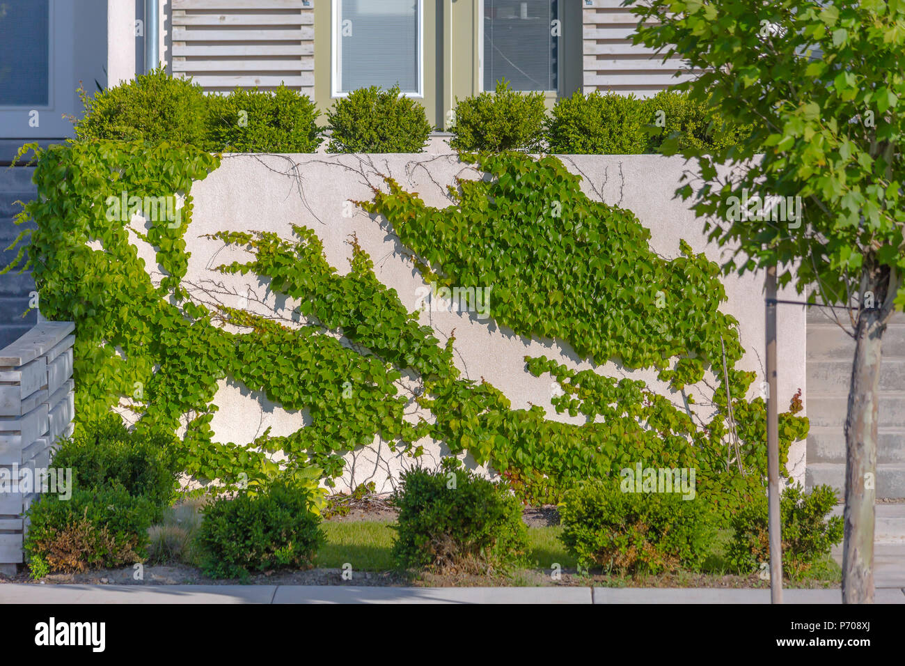 Vines growing up the side of stucco wall Stock Photo Alamy