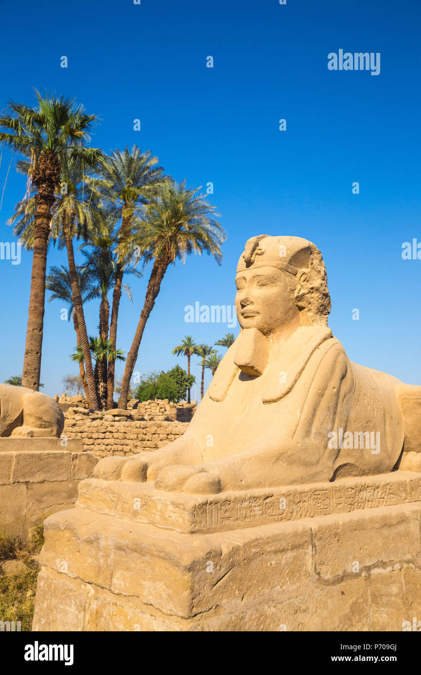 Egypt, Luxor, Luxor Temple, Avenue of Spinxes Stock Photo