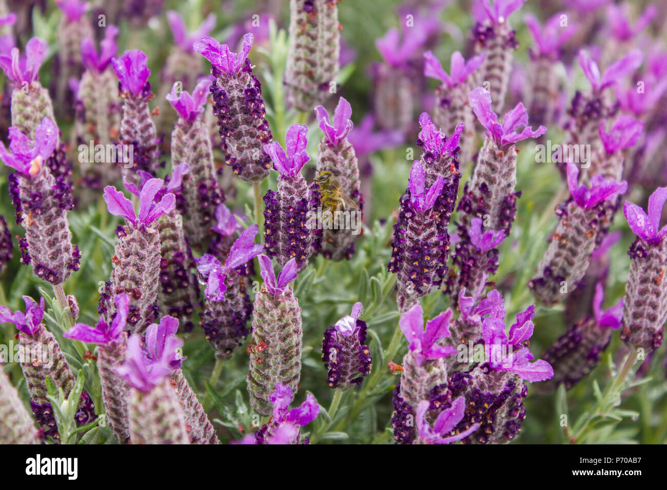 A bee in lavender or Lavandula Stoechas field Stock Photo