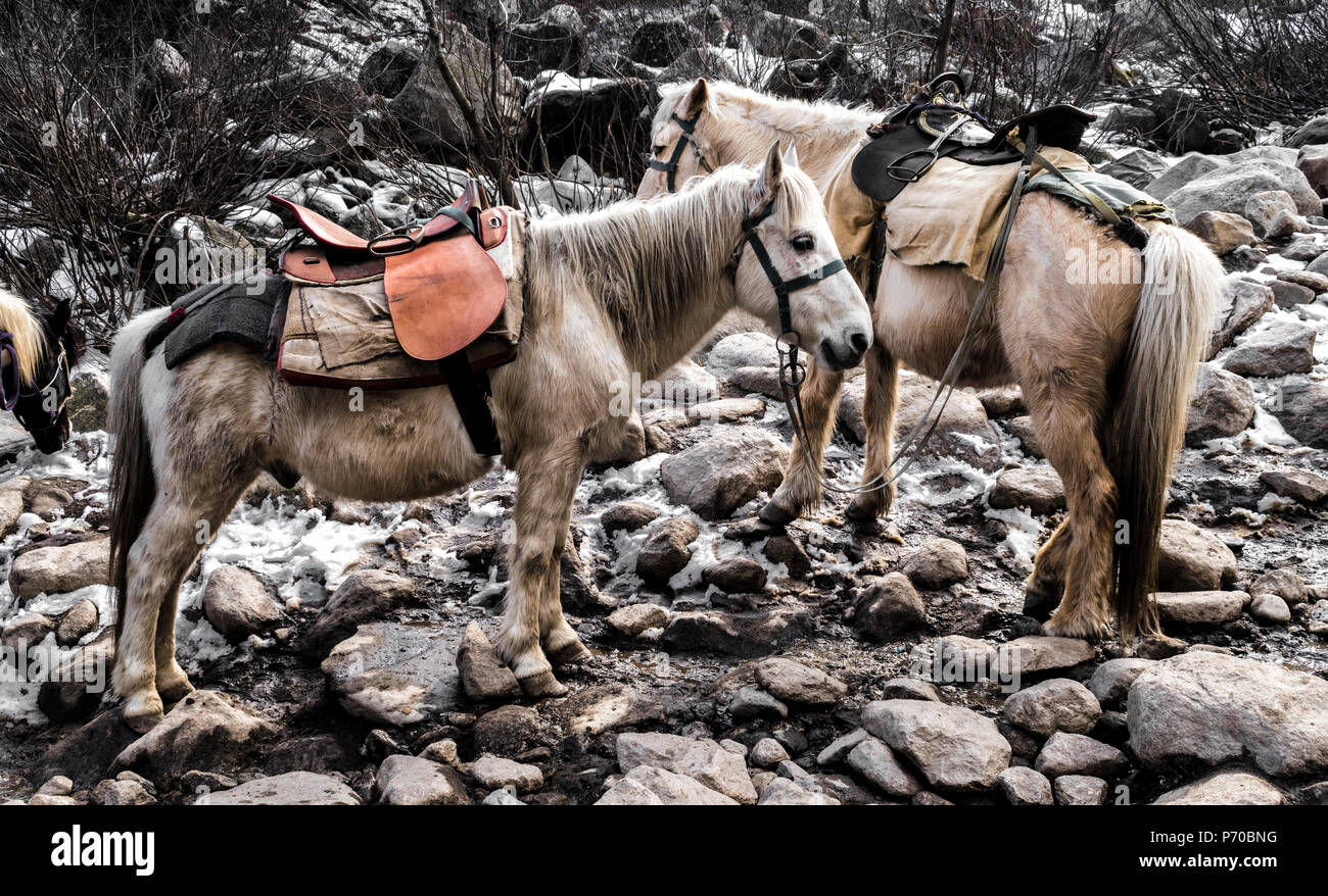 Mules used for carrying weight of passengers and their belongings in mountain valleys Stock Photo