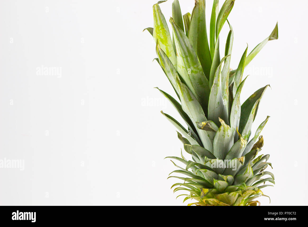 pineapple leaves isolated on white background Stock Photo Alamy