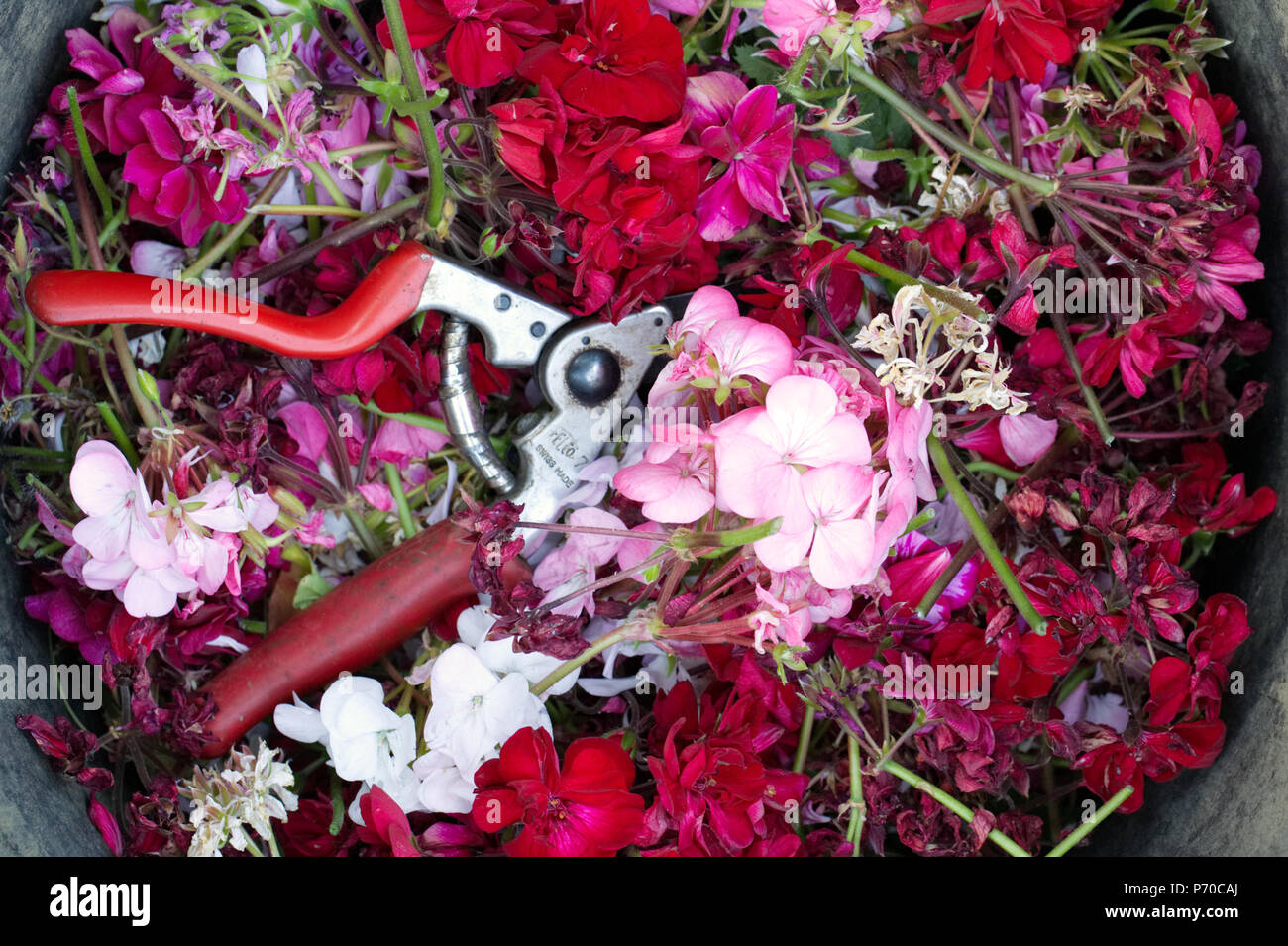 Removing dead flowers from garden hires stock photography and images