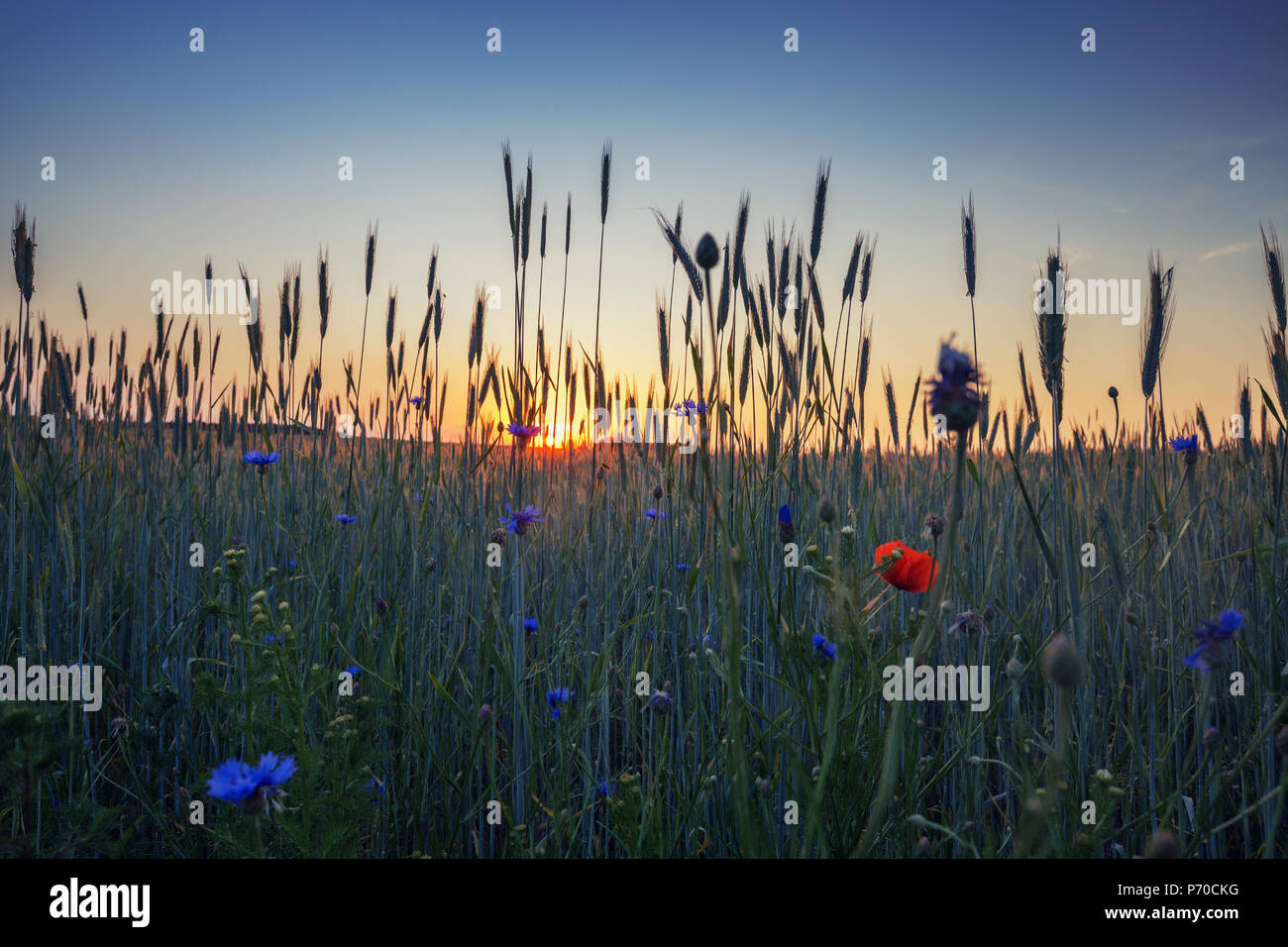 Blue cornflowers on summer wheat field in warm sunset light Stock Photo