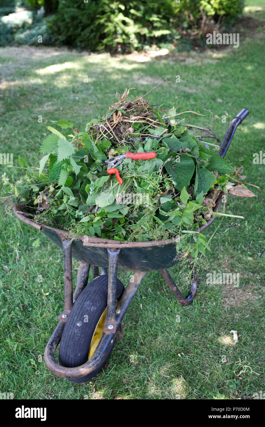 Weeding and cutting back in midsummer. Stock Photo