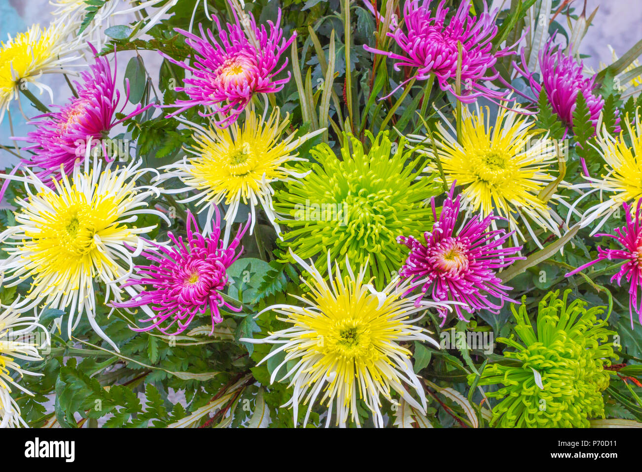 Beautiful flowers / colorful flower background Stock Photo - Alamy