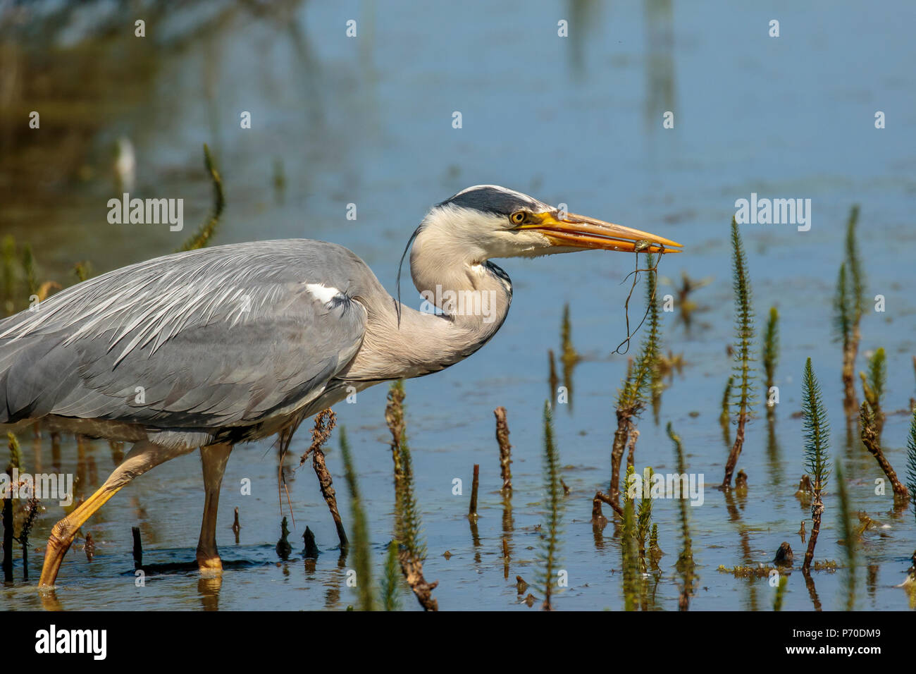 Grey Heron, one of the UK's largest bird and a fierce predator Stock Photo