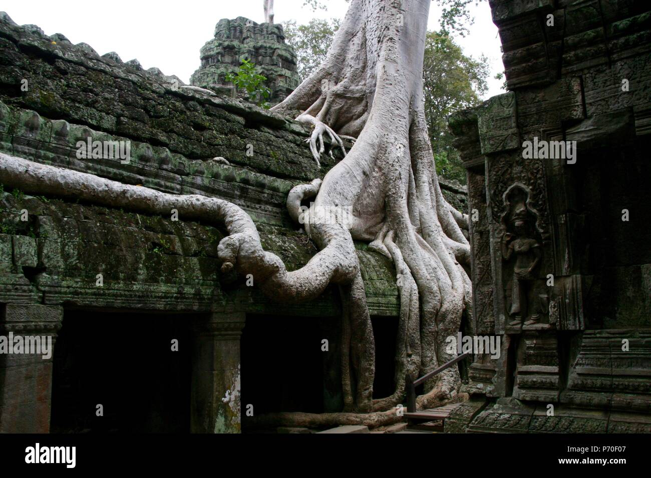 Tomb raider temple in Siem Reap Province of Cambodia Stock Photo