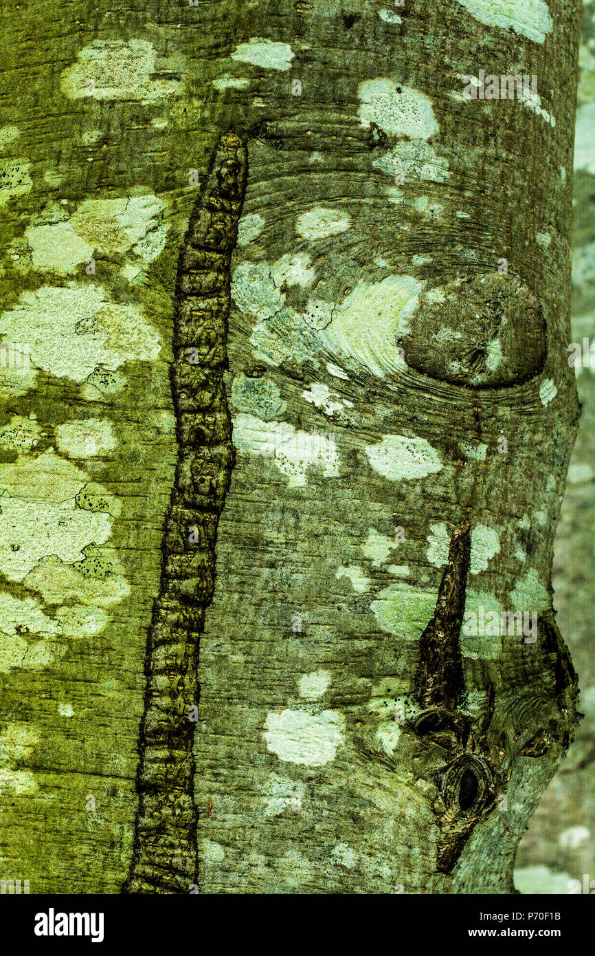 The bark of a Alder (Alnus) tree with lichen and moss - texture or background Stock Photo