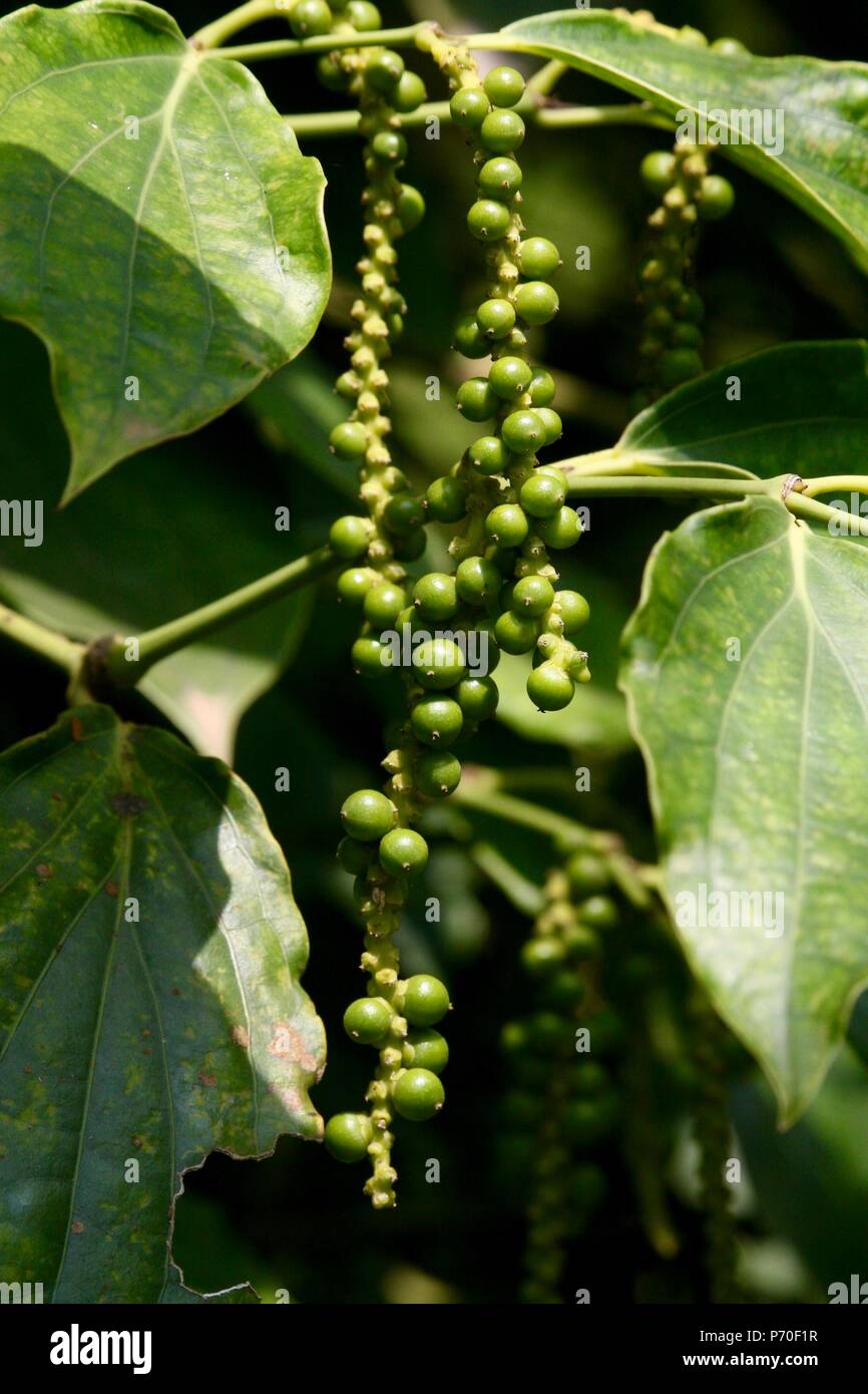 Pepper growing on the vine at Kampot Pepper plantation in Cambodia Stock Photo