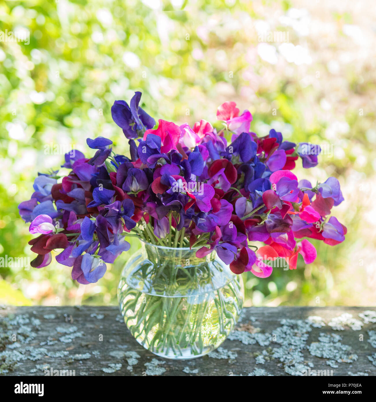 sweet peas - bunch of pink and purple sweet peas in glass vase on garden table Stock Photo