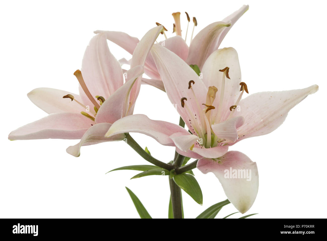 Flower of pink lily, isolated on white background Stock Photo - Alamy
