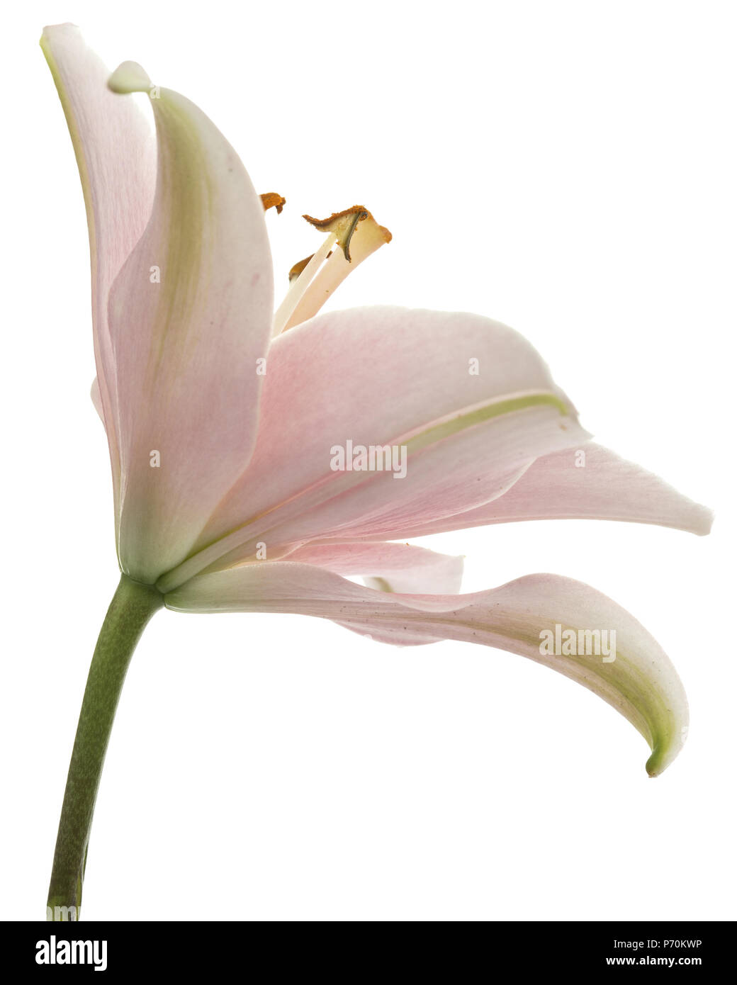 Flower of pink lily, isolated on white background Stock Photo - Alamy