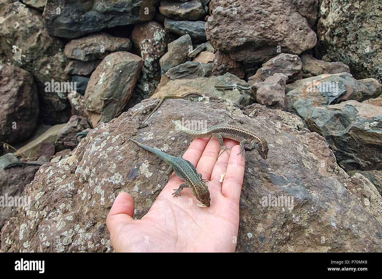 Two lizards are taking food from woman's hand stretched to rocks. Friendly interaction with wild life and environmental concepts. Selective focus. Pic Stock Photo