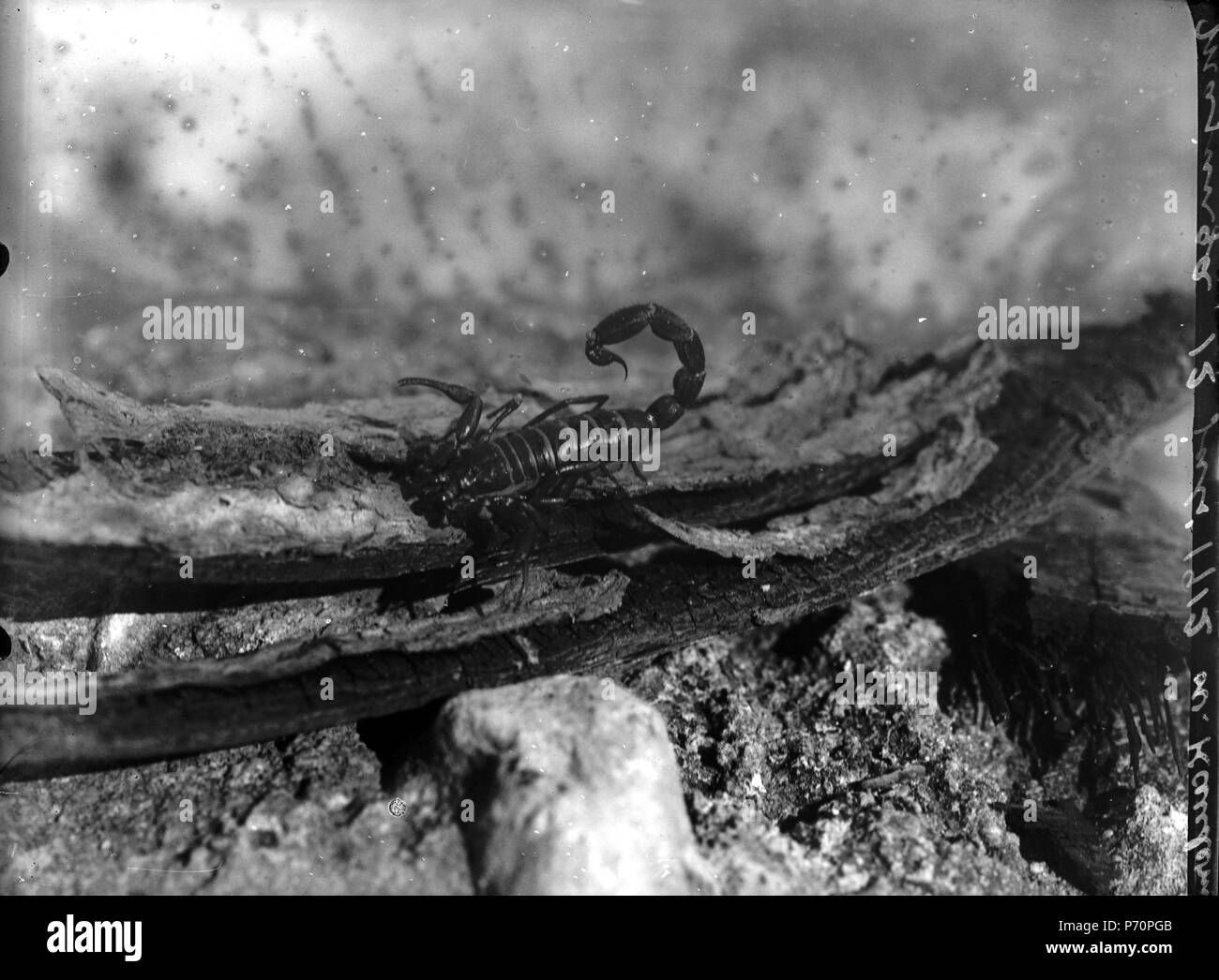 43 Neg 13742 Kaudern  Skorpion redo för anfall. Mayanja 12.7.1912 Bild 21744 (full neg) - SMVK - 021744 Stock Photo