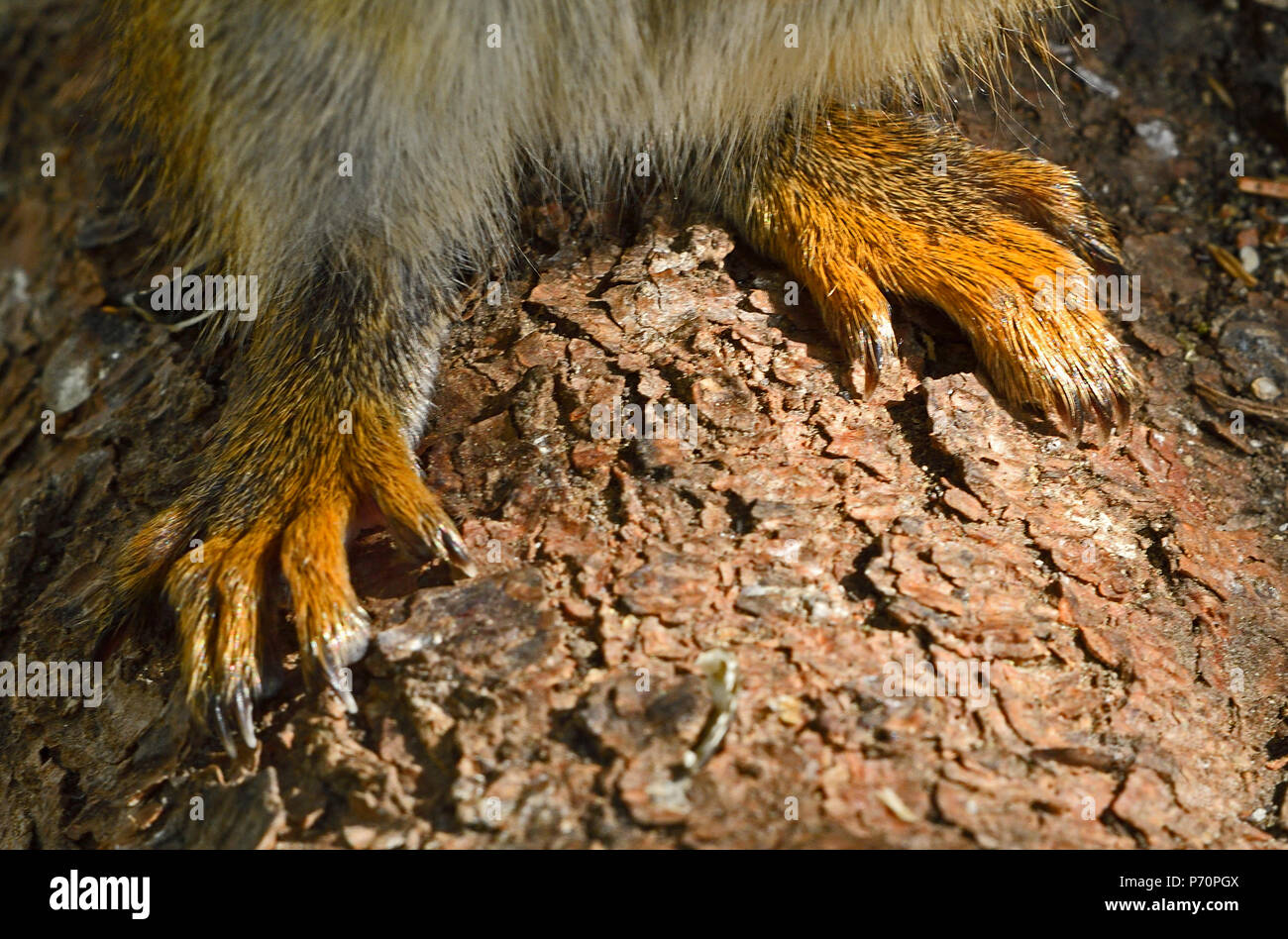 A close up horizontal image of a red squirrels 'Tamiasciurus hudsonicus';  hind feet as he sits on rough tree bark. Stock Photo