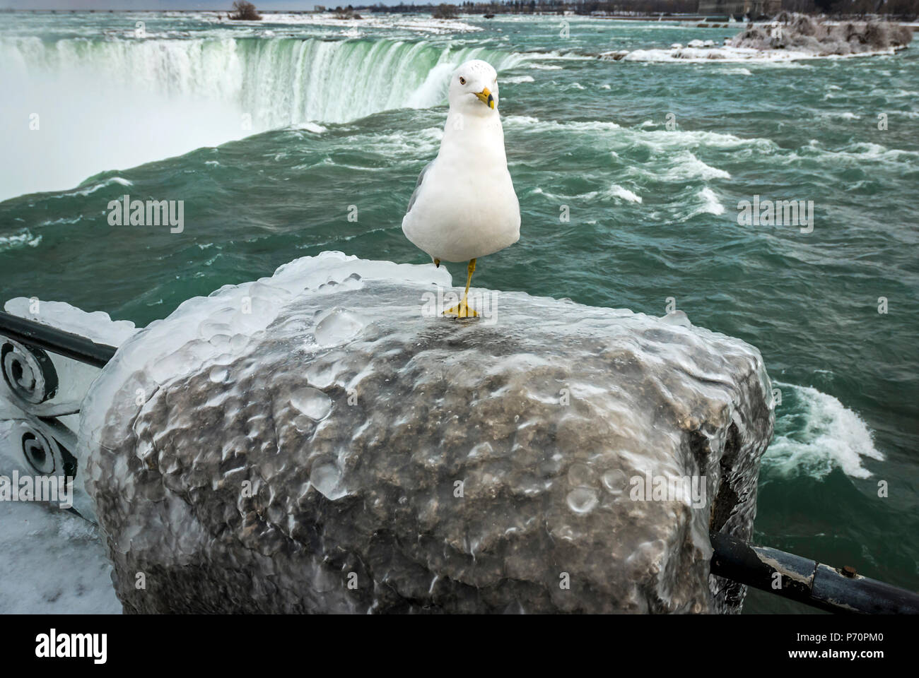 Seagull (Ring-billed Gull) standing on one leg frozen icy fence near Niagara Falls Stock Photo