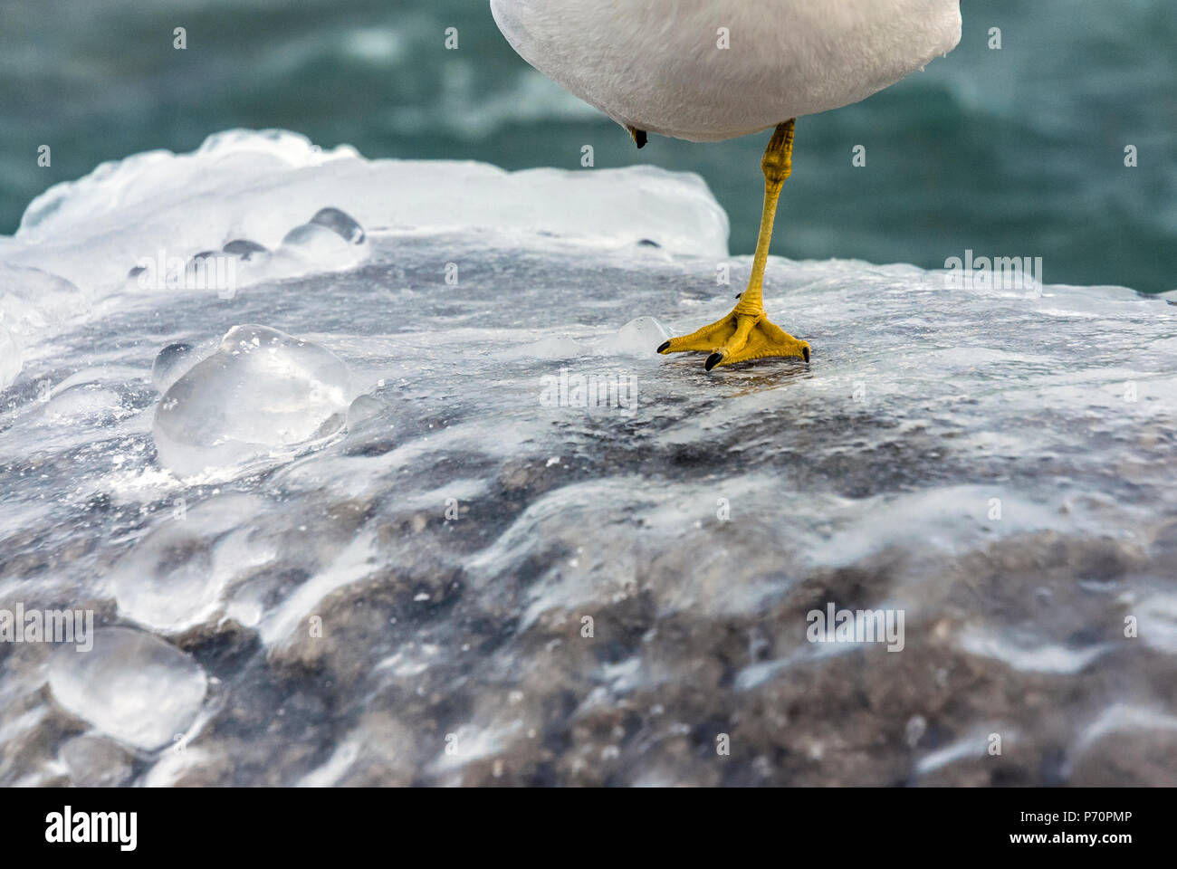 Seagull (Ring-billed Gull) standing on one leg frozen icy fence near Niagara Falls Stock Photo