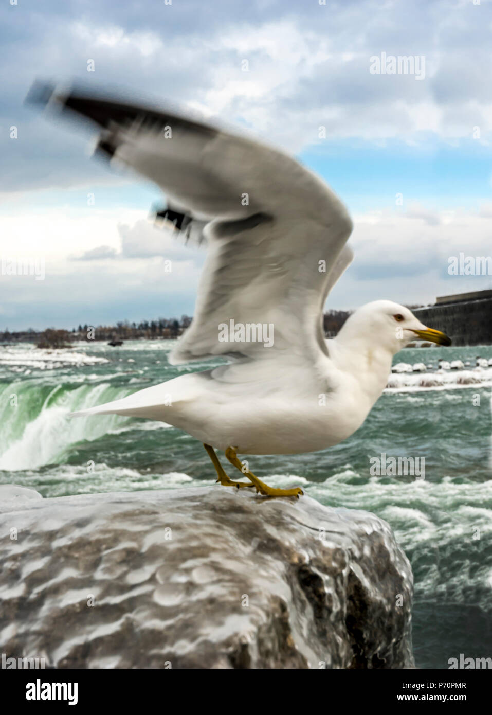 Seagull (Ring-billed Gull) standing on one leg frozen icy fence near Niagara Falls Stock Photo
