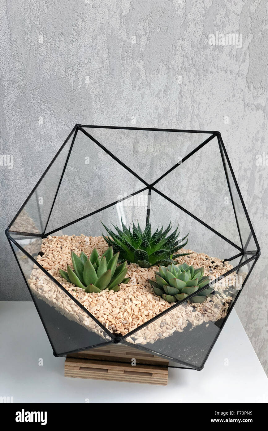 Glass Florarium Vase With Succulent Plants And Small Cactus On
