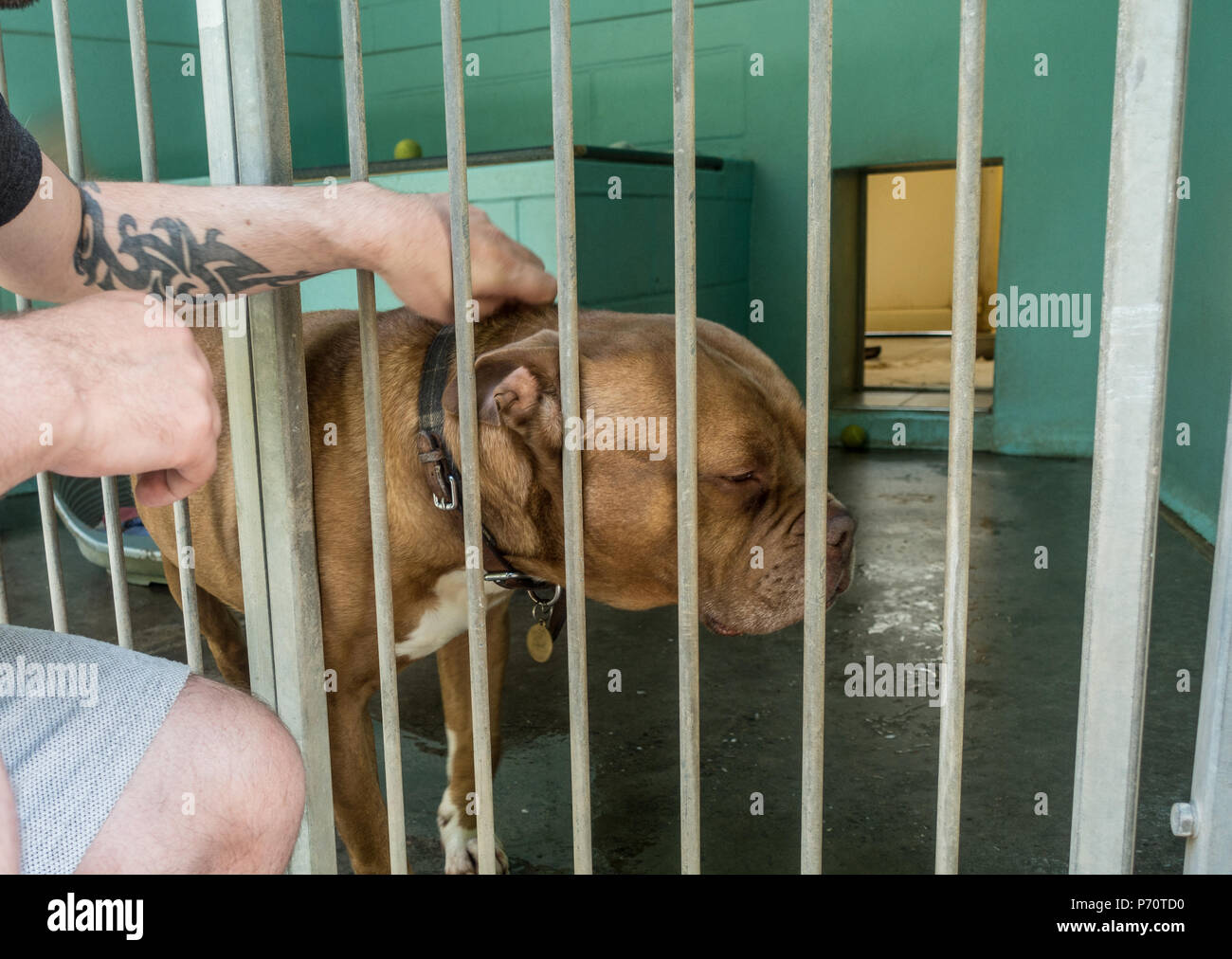 Many Dogs Home High Resolution Stock Photography and Images - Alamy