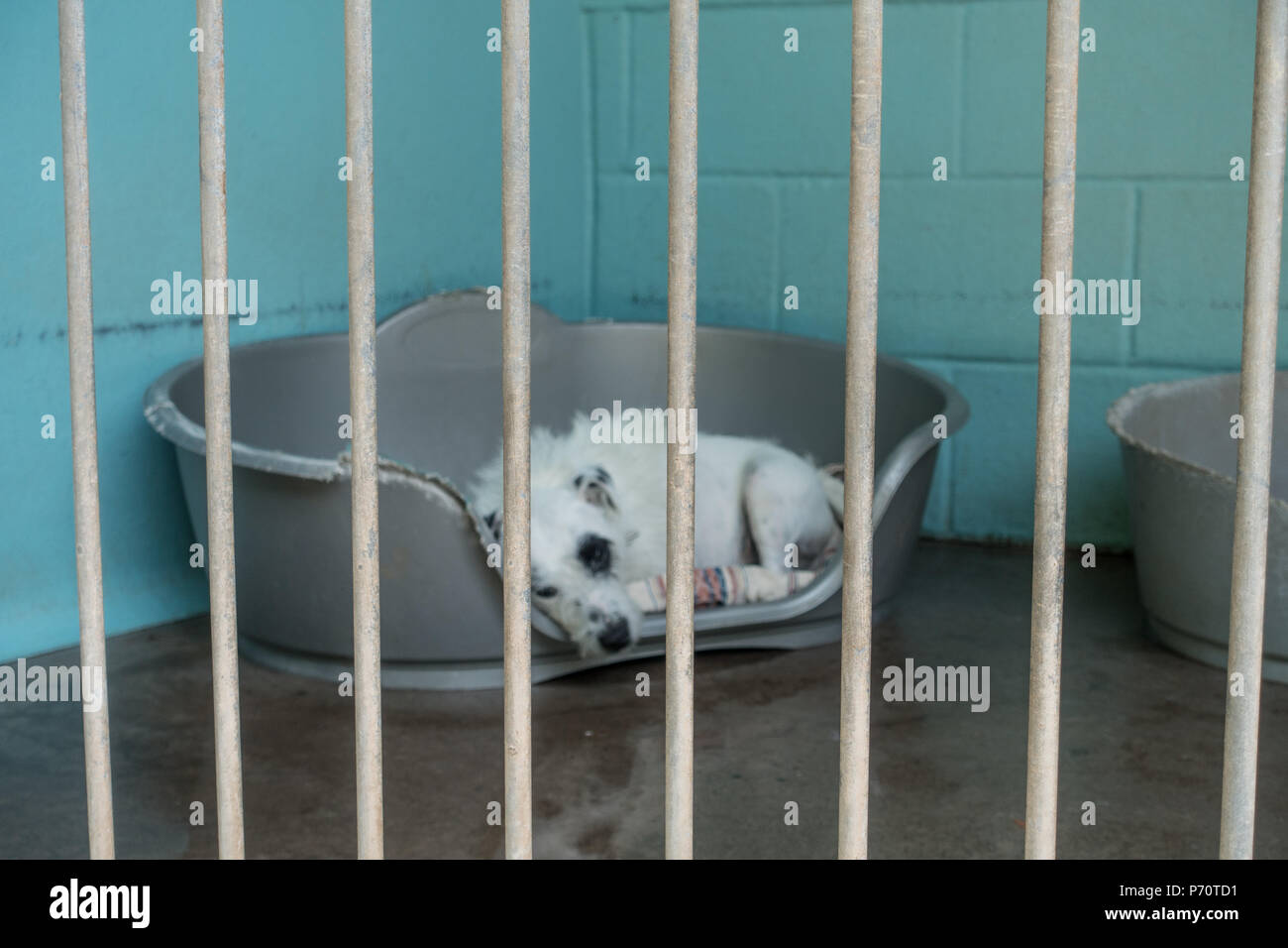 Dogs Trust adoption Kennels in Shrewsbury Shropshire UK July